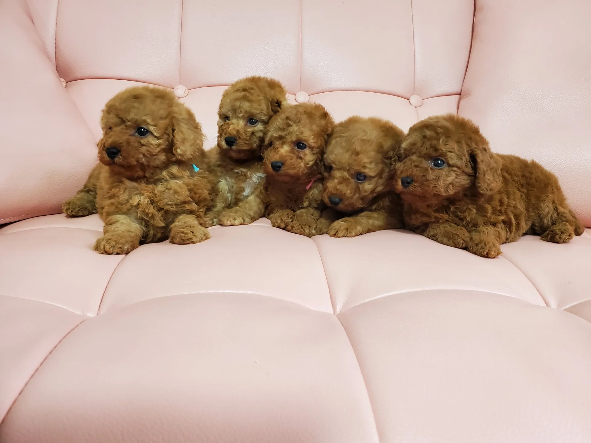【神奈川ブリーダー】仔犬ちゃんデビューしました!