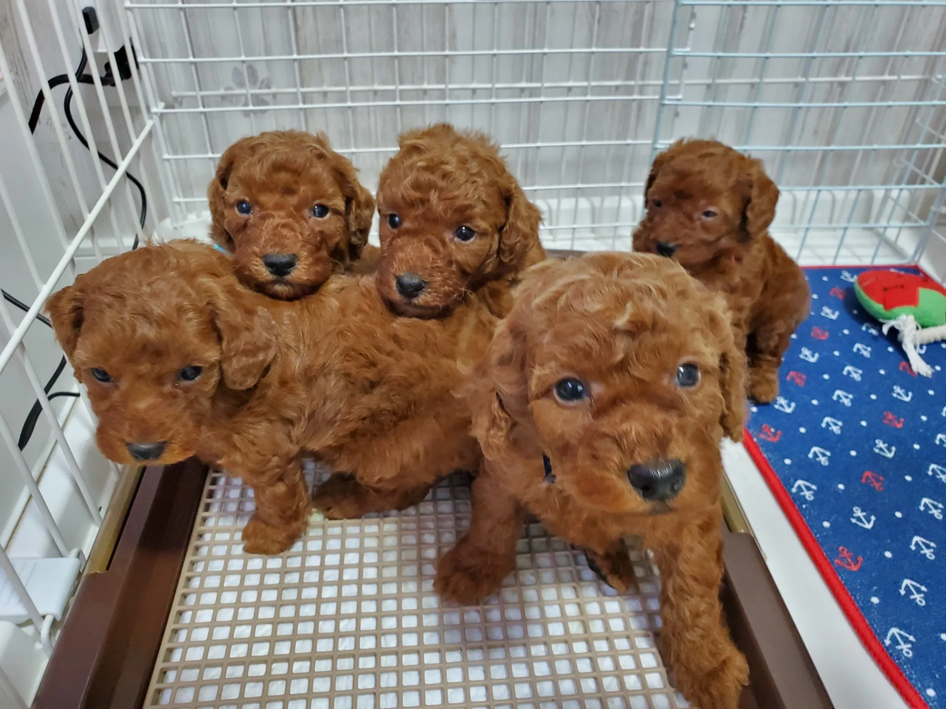【神奈川県ブリーダー】間もなくデビュー予定‼️