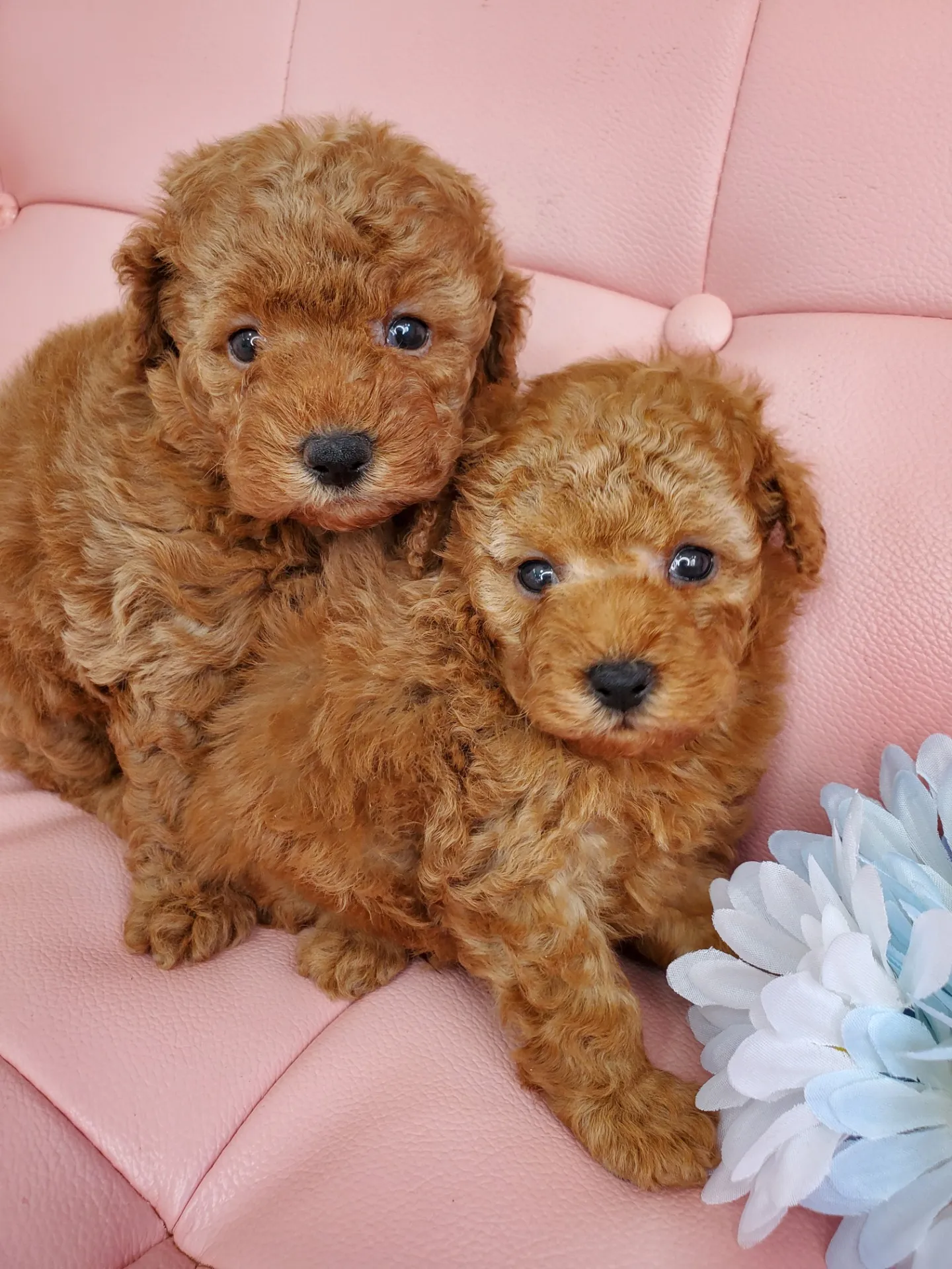 【神奈川県ブリーダー】4月12日生まれのトイプーちゃんデビューしました~‼️